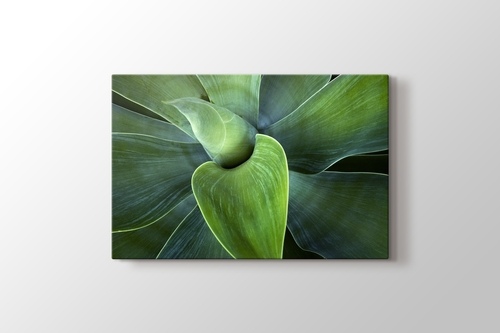 Picture of Succulent 1