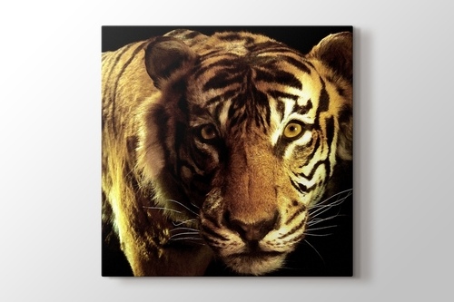 Picture of CloseUp Tiger