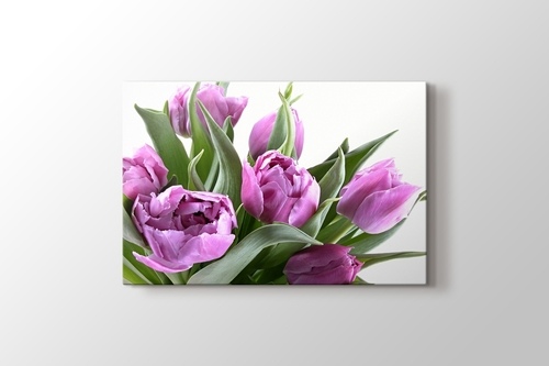 Picture of Tulips