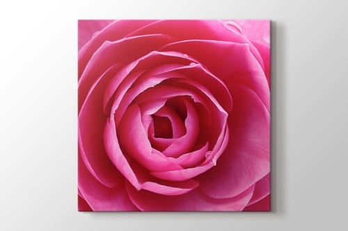 Picture of Pink Rose