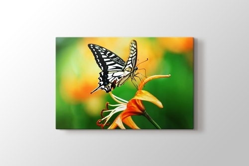 Picture of Butterfly