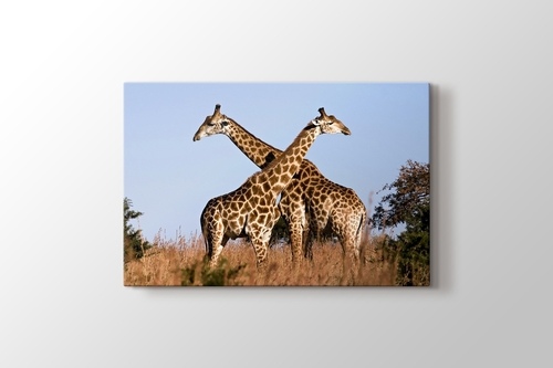 Picture of Giraffe Ithala