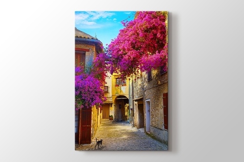 Picture of Judas Tree and Provence