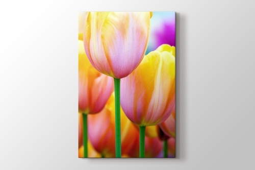 Picture of Colored Tulips
