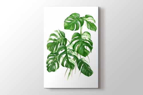 Picture of Variegated Cheese Plant - Monstera