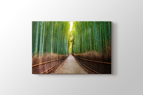 Picture of Bamboo Forest in Kyoto Japan