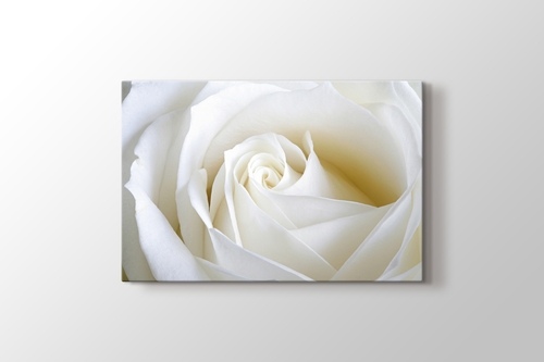 Picture of White Rose Close Up