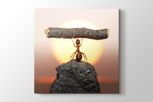 Picture of Ant Power