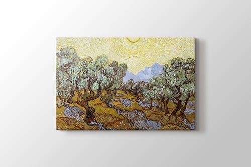 Picture of Olive Trees