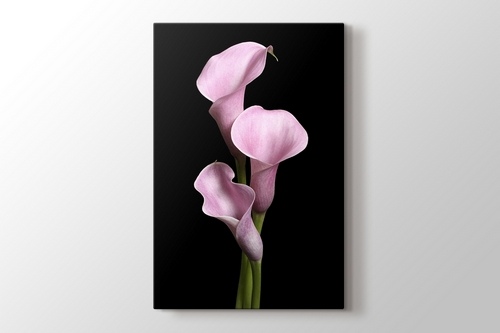 Picture of Pink Lillies