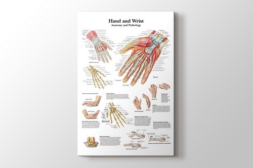 Picture of Hand and Wrist Chart Anatomy and Pathology