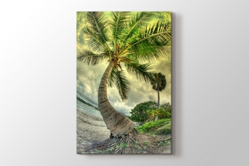 Picture of Palm on the Beach