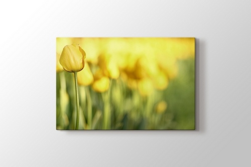 Picture of Yellow Tulips