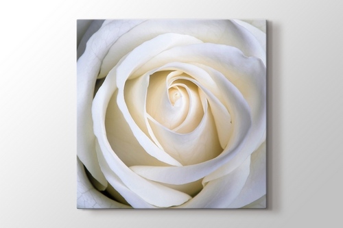 Picture of White Rose