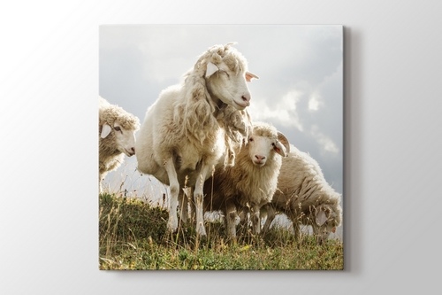 Picture of Sheeps