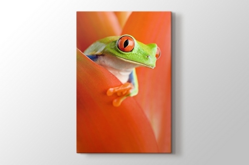 Picture of Red Eye Frog