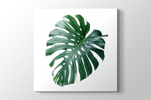 Picture of Monstera