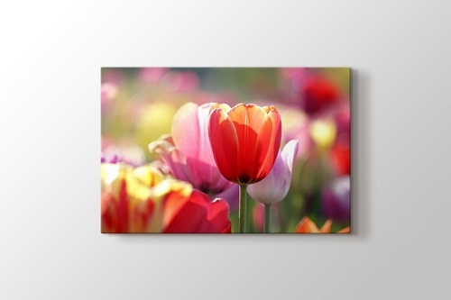 Picture of Tulips
