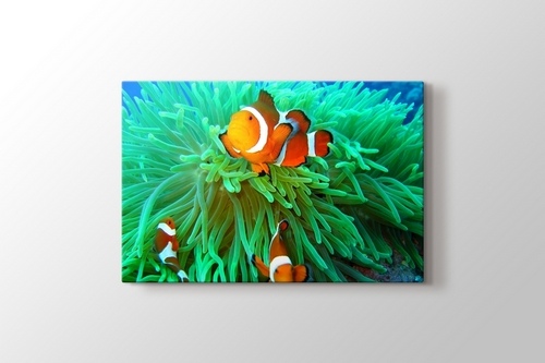 Picture of Clownfish Family