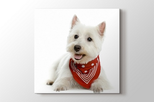 Picture of Terrier