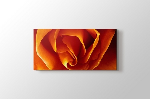 Picture of CloseUp Orange Rose