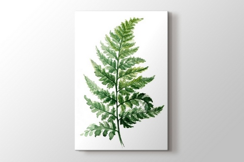 Picture of Fern 01