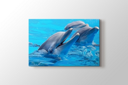 Picture of Dolphins