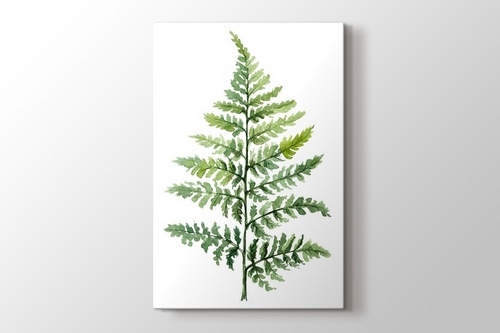 Picture of Fern 03