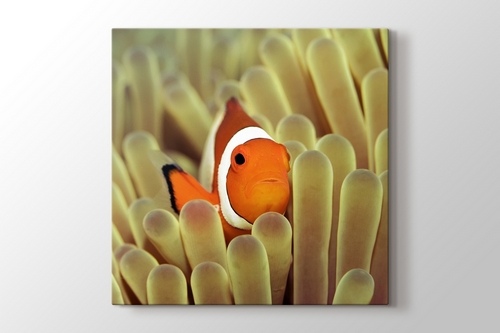 Picture of Clownfish over Sponges