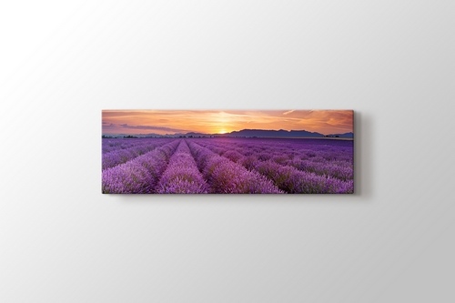 Picture of Lavender Field Panorama