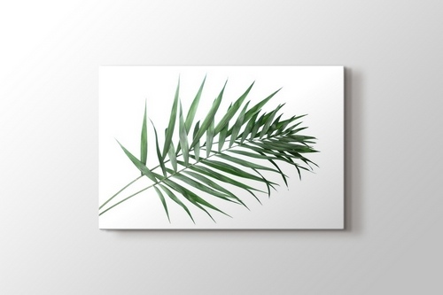 Picture of Beautiful Palm Leaves
