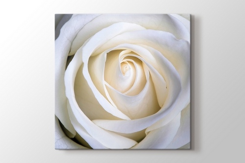 Picture of White Rose