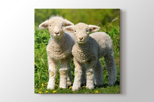 Picture of Lambs