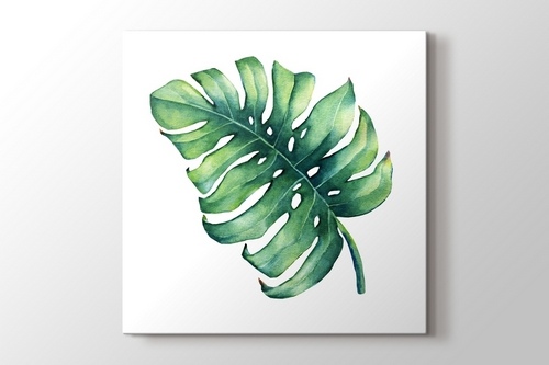 Picture of Monstera