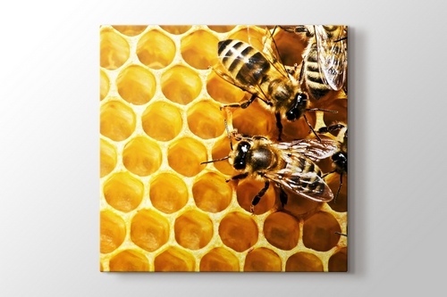 Picture of Bees on Honeycomb