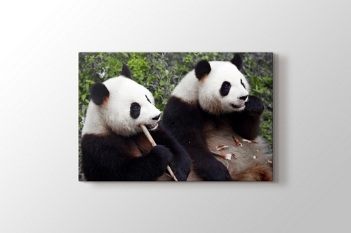 Picture of Eating Pandas