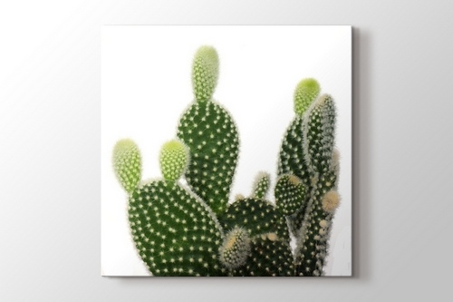 Picture of Cactus