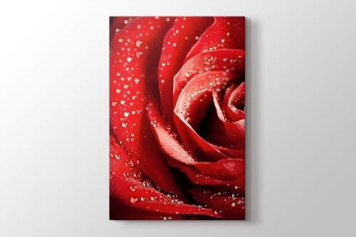 Picture of Red Rose Close Up