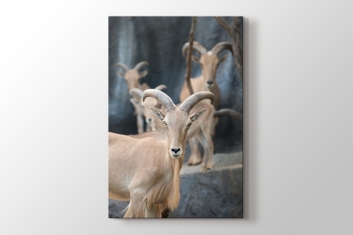 Picture of Mountain Goats