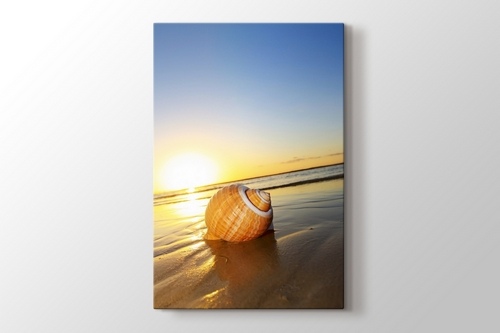 Picture of Sea Shell on Sand