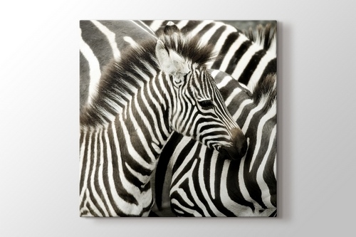 Picture of Zebras