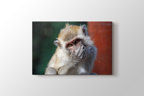 Picture of Malezia - Monkey