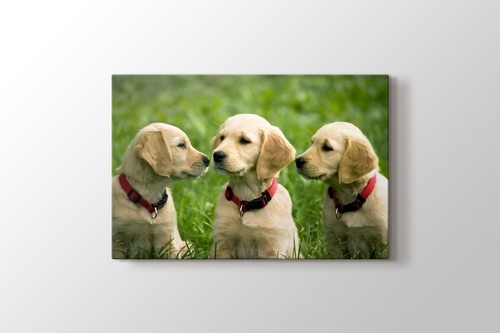 Picture of Three Dogs