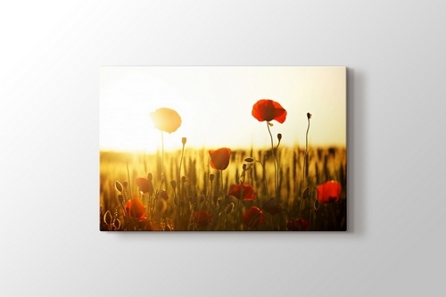 Picture of Sunset and Poppies