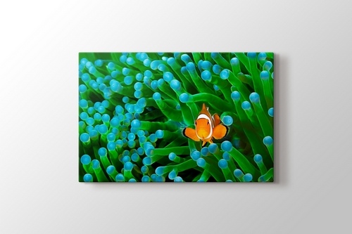 Picture of Clownfish