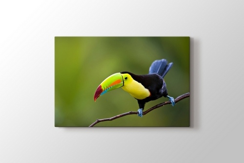 Picture of Keel Billed Toucan Central America