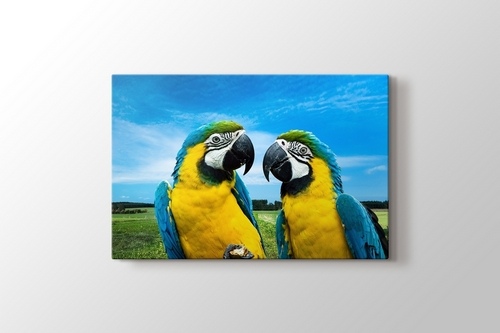 Picture of Parrots Chat