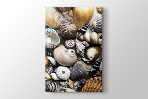 Picture of Sea Shells