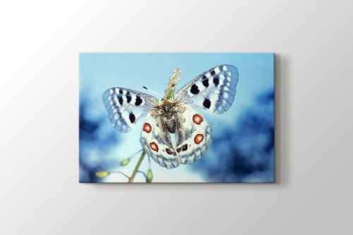 Picture of Ice Blue Butterfly