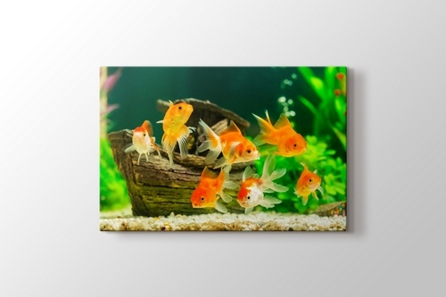 Picture of Goldfish